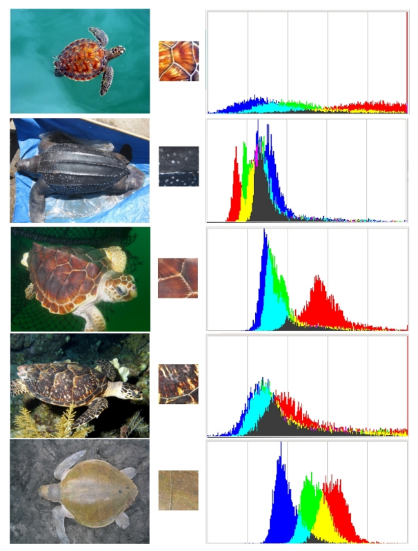 BR See Turtle
